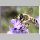 Megachile ericetorum - Blattschneiderbiene m10.jpg